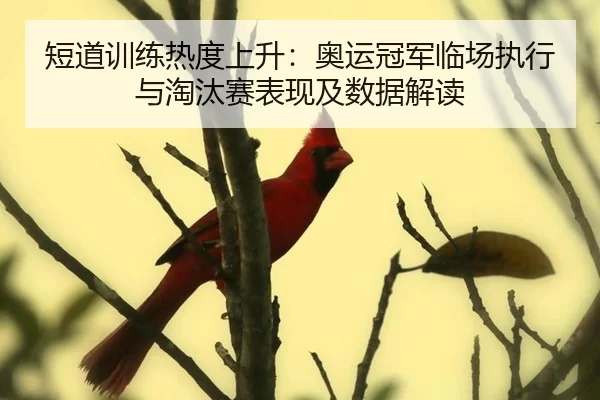 短道训练热度上升：奥运冠军临场执行与淘汰赛表现及数据解读